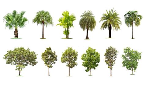 Tropical Evergreen Trees - 8 Amazing Kinds About It