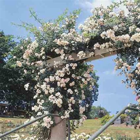 Rose, Climbing, New Dawn, Climbing Roses: Edmunds' Roses