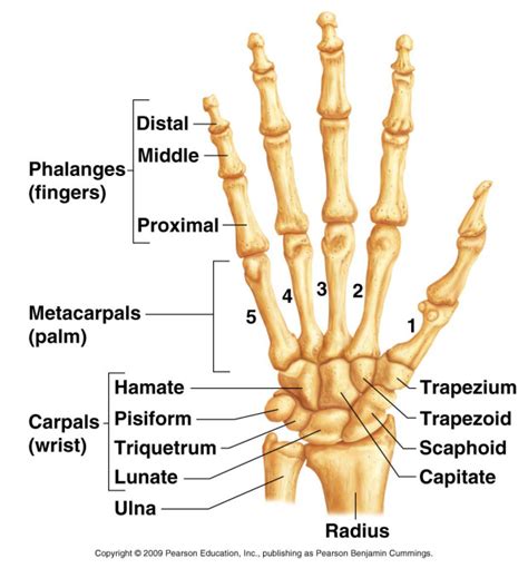 Radiological Anatomy: Triquetrum - Stepwards