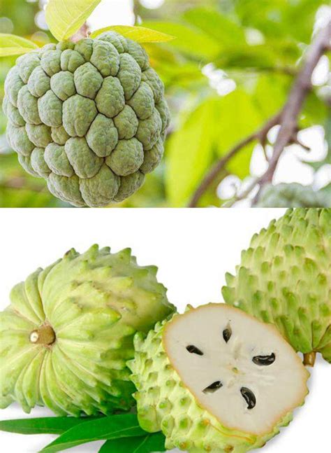 Buy 10+ Soursop Graviola Guanabana Annona Muricata Fruit Tree Fresh ...