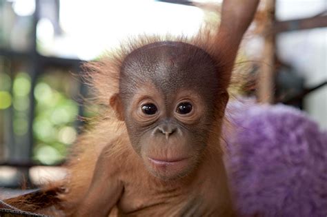 Why are orangutans endangered in the wild?