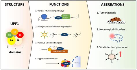 Mrna Structure And Function