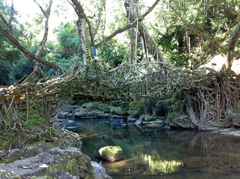 Living Root Bridge, Cherrapunji, Meghalaya, India [1600x1200] : r/EarthPorn