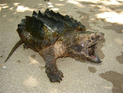 baby common snapping turtle size - Vena Seaman