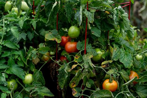 Improving tomato plants through companion planting - AgriLife Today