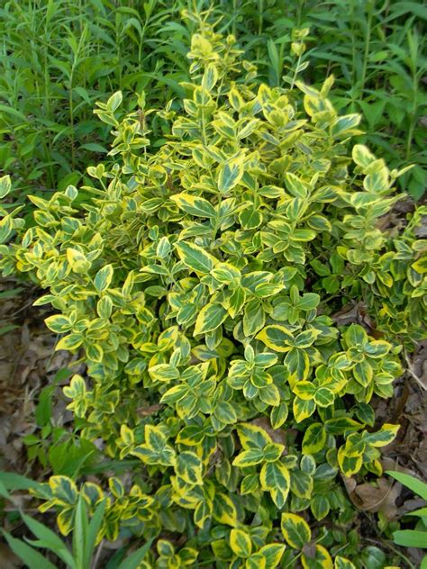 Euonymus fortunei (Climbing Euonymus, Japanese Euonymus, Spreading ...