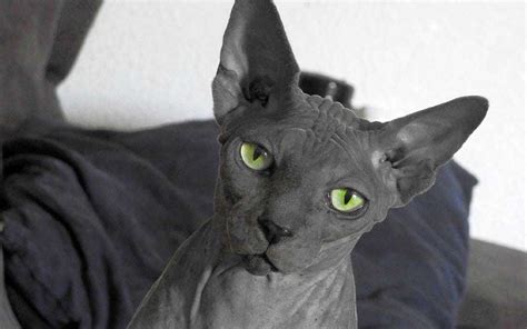 Sphynx o Egipcio – Mi Hermoso Gato