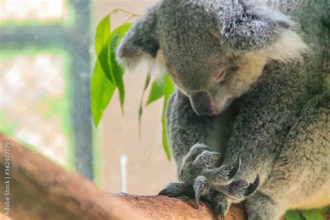 Cute Koala bear sleeping on tree. The koala or, inaccurately, koala ...