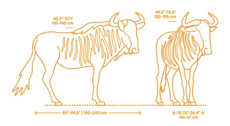 Blue Wildebeest (Connochaetes taurinus) Dimensions & Drawings ...