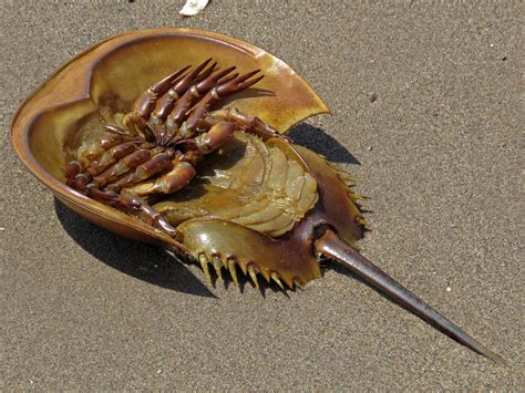 The Ancient Ritual of the Horseshoe Crabs — Susan Kirby