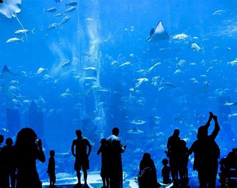 The Lost Chambers Aquarium, Dubai | Tickets & Tours - 2024