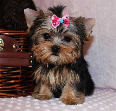 Teacup Yorkie Puppies For Adoption : Christmas Teacup Yorkie Puppies ...