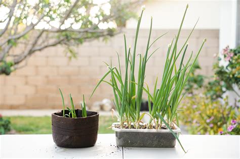 How To Regrow Spring Onions In Water : Just take the leftover onion ...