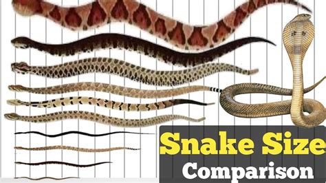 Snake Size Comparison / Datacamparisonwork - YouTube