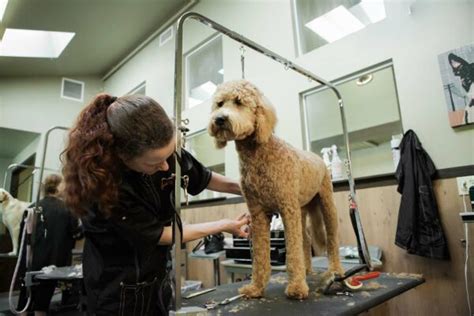 Dog Grooming Woodinville, WA