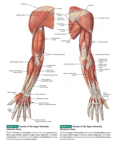 Muscles of Upper limb : Anterior and Posterior view | Human muscle ...