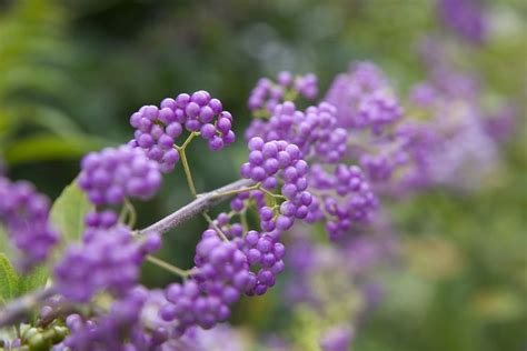 Grow Purple Beautyberry Bushes | Shrubs, Garden shrubs, Planting shrubs