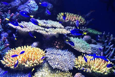 Visit The Cairns Aquarium | Cairns & Great Barrier Reef