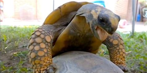 Tortoises Mating Video Shows Hare Is Beaten In More Than Just Racing ...