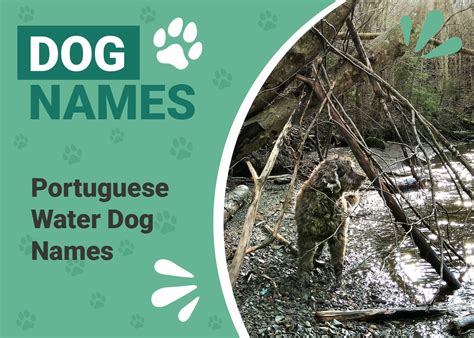 150+ Portuguese Water Dog Names: Popular & Unique Ideas | Pet Keen