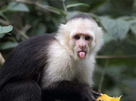 Monkeys Outperform Humans When It Comes To Cognitive Flexibility ...