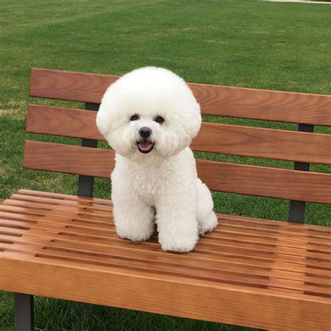 Pin by Dog Lover 4 Dog Lovers on bichonfrise | Bichon frise dogs ...