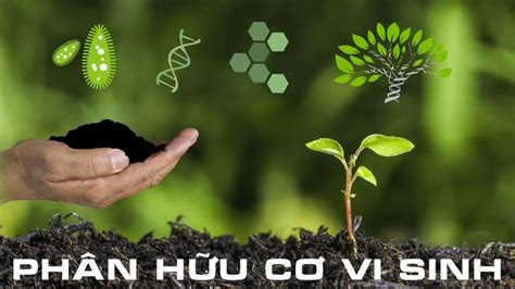 PHÂN BÓN HỮU CƠ VI SINH CÓ LỢI ÍCH VÀ HẠN CHẾ GÌ? - Huy Long