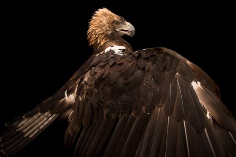 Spanish Imperial Eagle | RARE: Creatures of the Photo Ark | Official ...