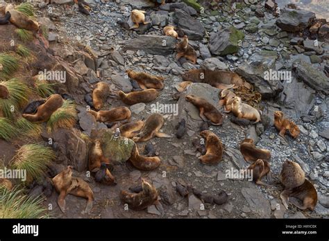 Breeding group of Southern Sea Lions (Otaria flavescens) with pups on ...