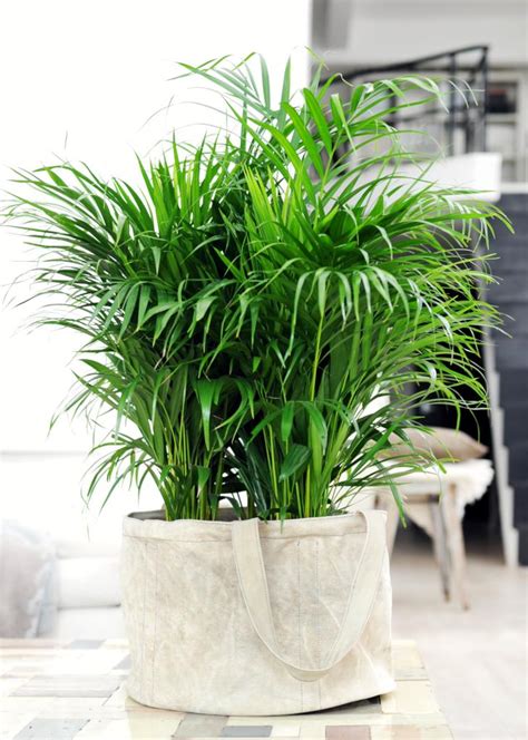 Best Indoor Plants For Clean Air / 15 Best Air-Purifying Plants ...