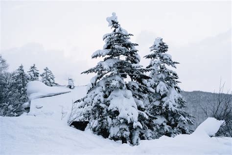 Photo of Snowy Field · Free Stock Photo