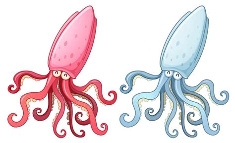 Squid Vector Images | Free Vectors, Stock Photos & PSD