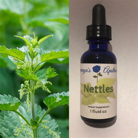 Nettle Tincture - Yemaya's Apothecary