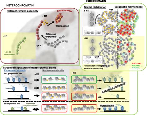 Model for H1 function in heterochromatin and euchromatin organization ...