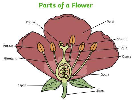 What is a Flower? - Answered - Twinkl Teaching Wiki - Twinkl