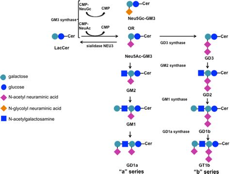 Schematic picture of ganglioside synthesis pathways. | Download ...