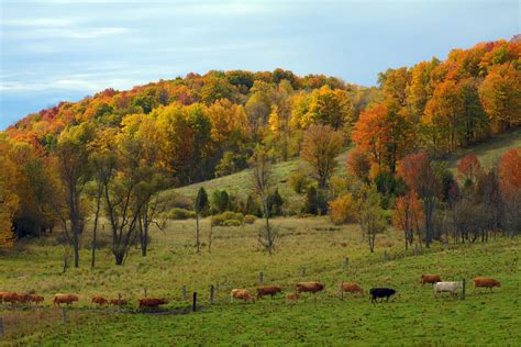 Protect Your Pastures and Hay Fields While Fall Grazing – On Pasture