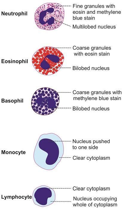 Leukocyte - Definition and Examples - Biology Online Dictionary