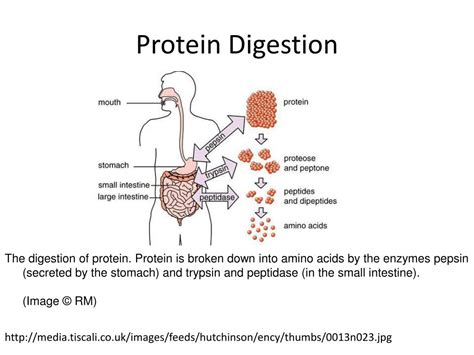 PPT - Gastrointestinal Pathophysiology PowerPoint Presentation, free ...