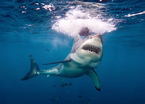 Sharks-Be-Gone! Here Are The Ins And Outs Of Shark Repellent