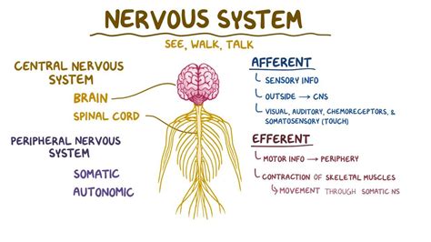 Nervous system anatomy and physiology: Video | Osmosis