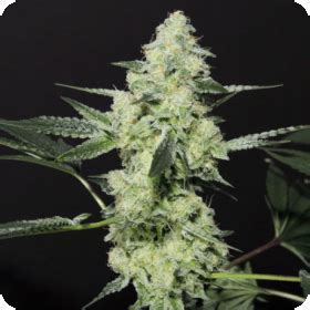 Dosi-D Strain - SeedFare Find the Perfect Seed at the Right Price