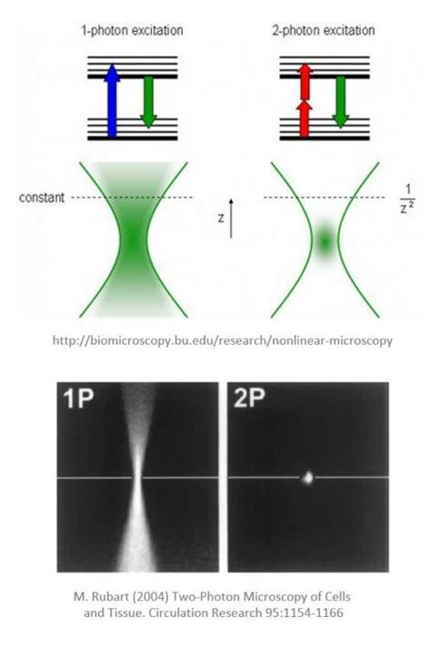 In vivo two-photon imaging as a service for CNS drug developers