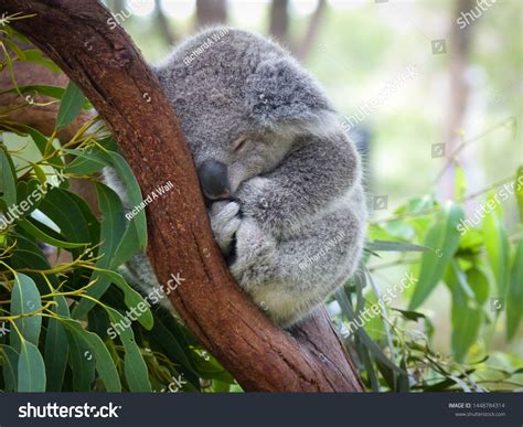 Koala Sleeping Photos, Images and Pictures