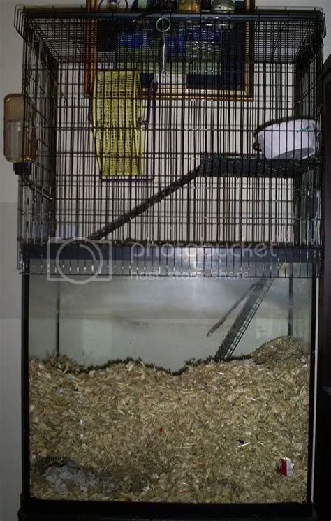 Gerbil Housing Pictures | The Gerbil Forum