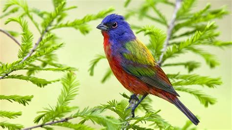 Beautiful Birds Wallpapers ~ Free HD Desktop Wallpapers Download