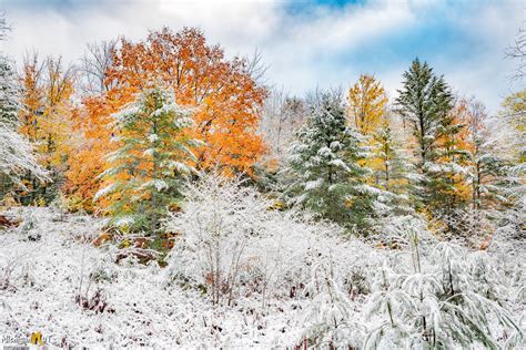 Snowy Autumn Trees in the Hiawatha National Forest | Hiawatha national ...