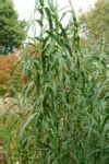 Arundo donax – Knoll Gardens – Ornamental Grasses and Flowering Perennials