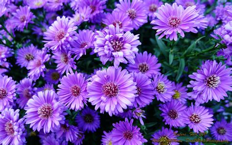 Beautiful Purple Flower Wallpapers For Desktop