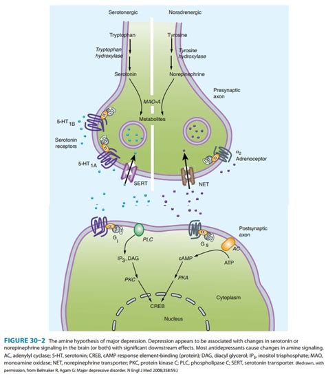 Monoamines and Other Neurotransmitters